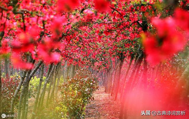 苏轼初到黄州偶遇海棠花事，一首咏物诗写出了花人合一的最高境界