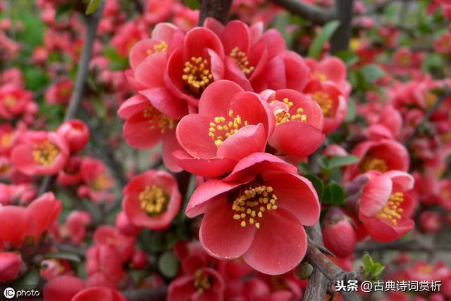 苏轼初到黄州偶遇海棠花事，一首咏物诗写出了花人合一的最高境界