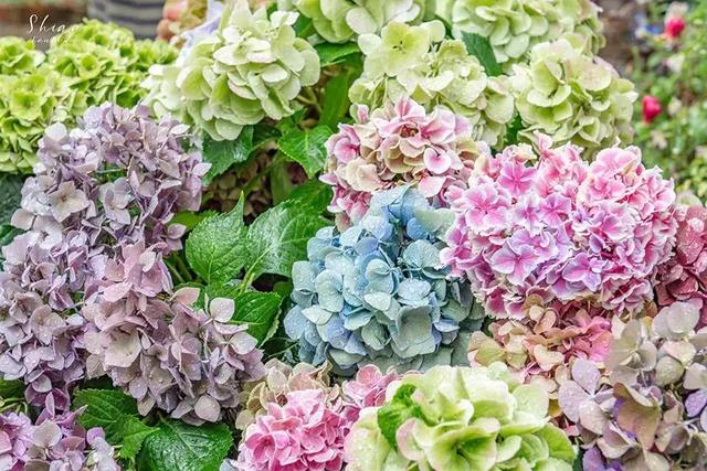 日本精灵庄园，让你放下脚步，忘掉肺炎