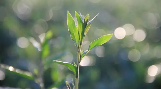 春日食鲜，春在唇齿间