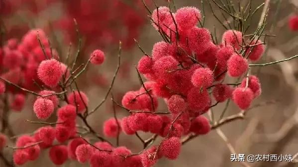 这些稀奇蔬菜水果大家有吃过吗？