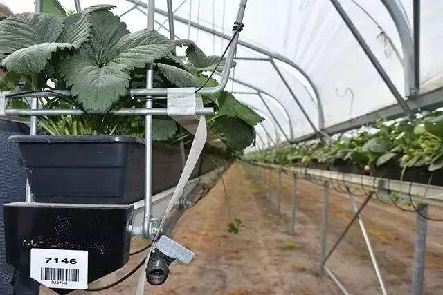 菜吧：荷兰的农业奇迹是如何创造的？