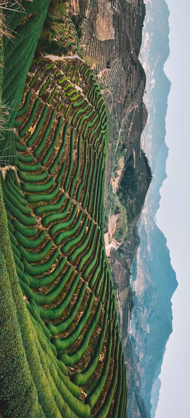 一种中药花意外带火了一座美丽乡村