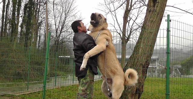 世界上最大的3种狗，也许一辈子都没见过，你知道是哪三种？