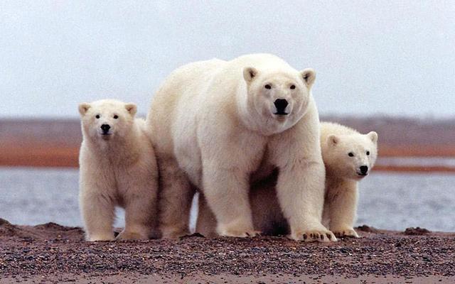 为什么北极熊会在冬眠期间生宝宝，这样又有什么好处呢？