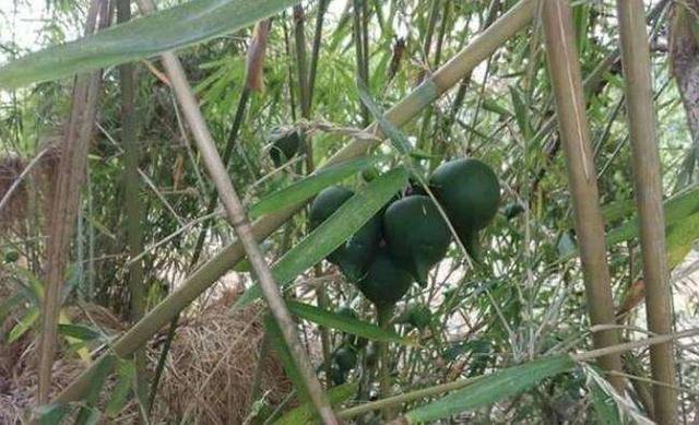 原来竹子也有果实，50年才结一次果，口感绵密，还十分可口？