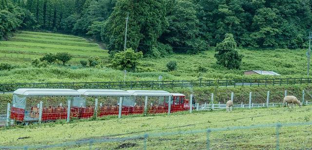 日本精灵庄园，让你放下脚步，忘掉肺炎