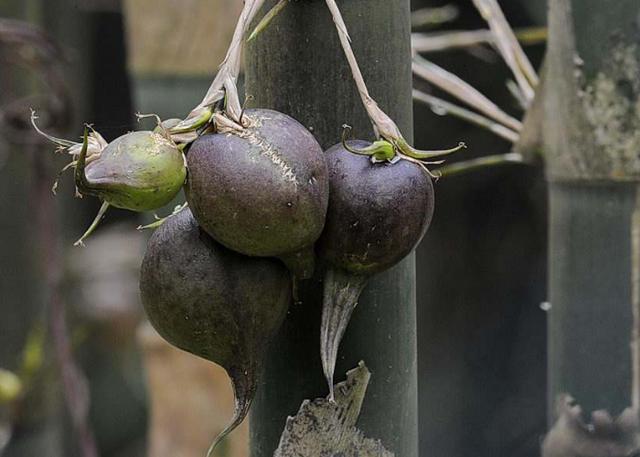 原来竹子也有果实，50年才结一次果，口感绵密，还十分可口？