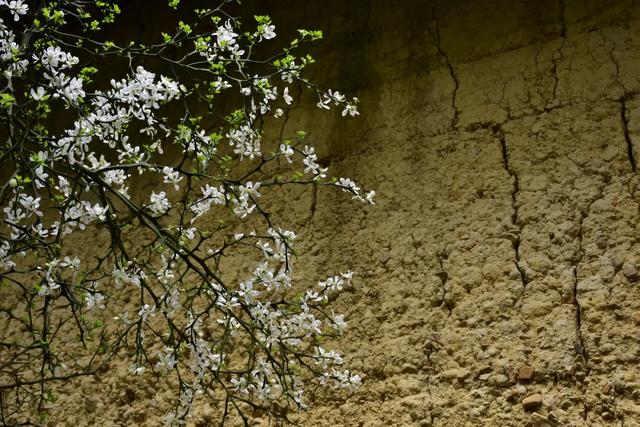 一种中药花意外带火了一座美丽乡村