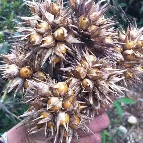 原来竹子也有果实还很美味