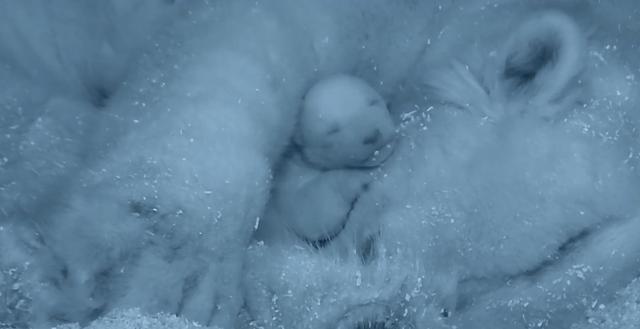 为什么北极熊会在冬眠期间生宝宝，这样又有什么好处呢？