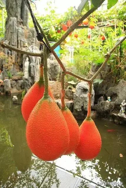 这些稀奇蔬菜水果大家有吃过吗？