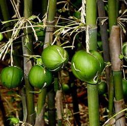 原来竹子也有果实，50年才结一次果，口感绵密，还十分可口？