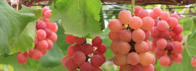 日本精灵庄园，让你放下脚步，忘掉肺炎