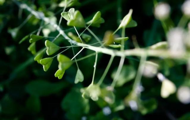 春日食鲜，春在唇齿间