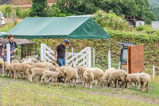 日本精灵庄园，让你放下脚步，忘掉肺炎