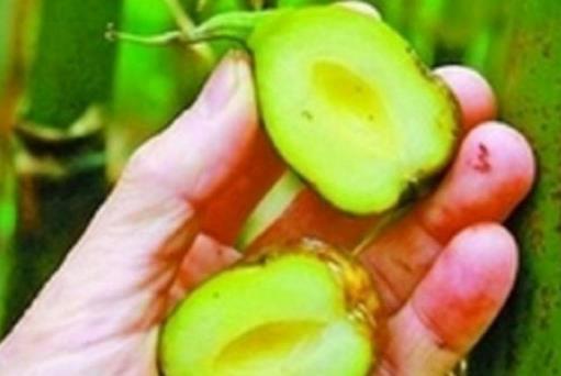 原来竹子也有果实，50年才结一次果，口感绵密，还十分可口？