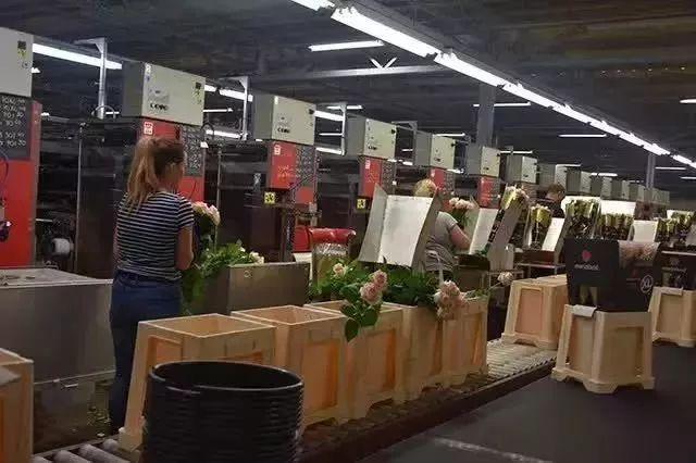 菜吧：荷兰的农业奇迹是如何创造的？