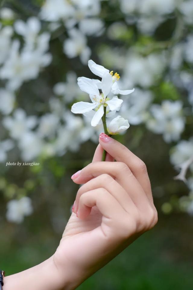 一种中药花意外带火了一座美丽乡村