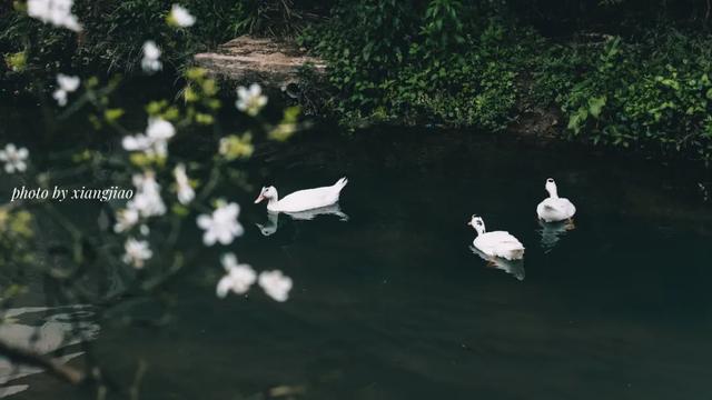 一种中药花意外带火了一座美丽乡村