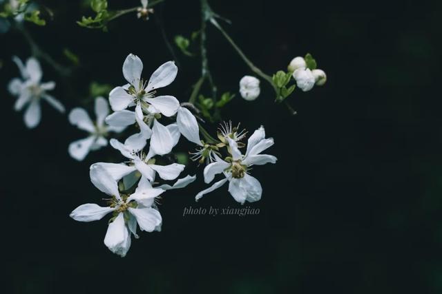 一种中药花意外带火了一座美丽乡村
