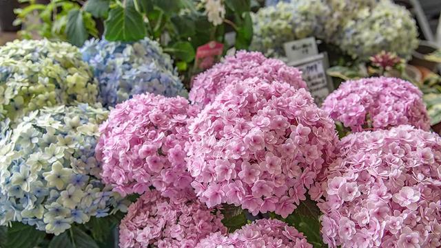 日本精灵庄园，让你放下脚步，忘掉肺炎