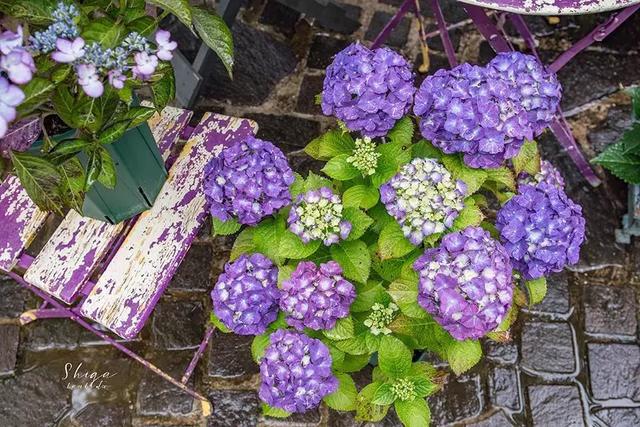 日本精灵庄园，让你放下脚步，忘掉肺炎