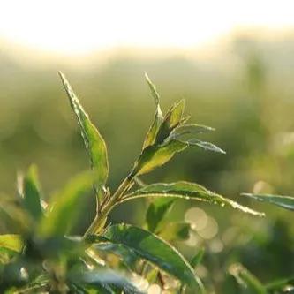 春日食鲜，春在唇齿间