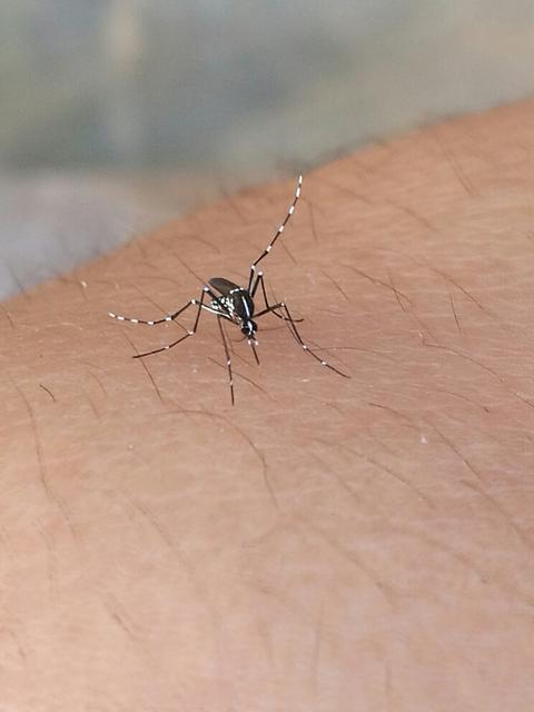 蚊子能飞多高，买房买多少楼以上就没有蚊子了？