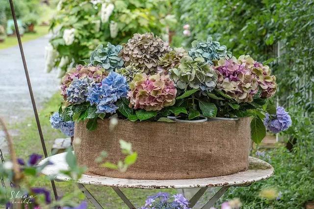 日本精灵庄园，让你放下脚步，忘掉肺炎