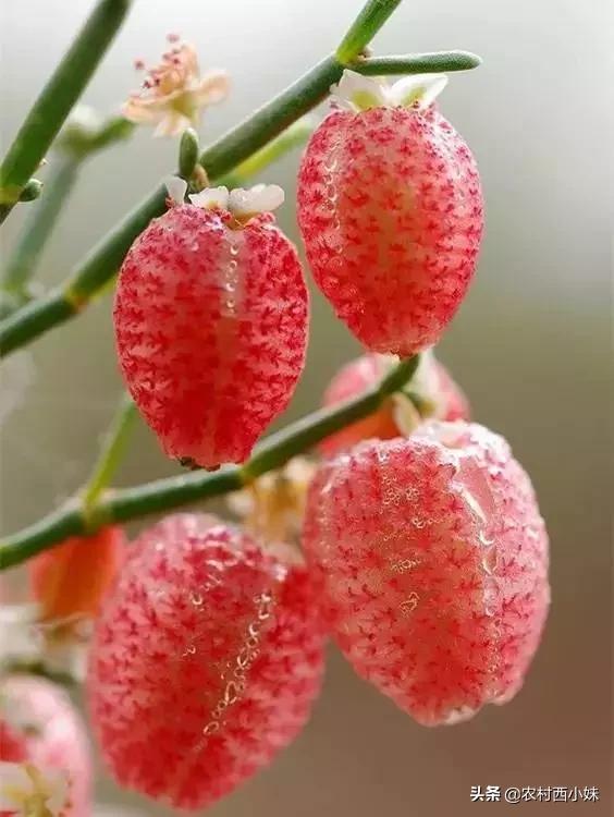 这些稀奇蔬菜水果大家有吃过吗？