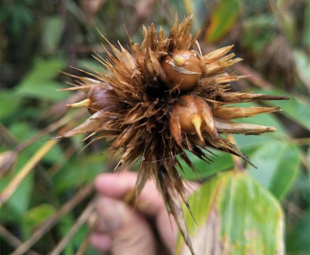 原来竹子也有果实还很美味