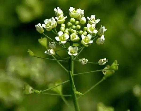 春日食鲜，春在唇齿间